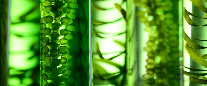 biostimulants-biocontrôle