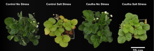 Molécules-Calcium-Polyphénoliques-en-condition-de-stress-salin