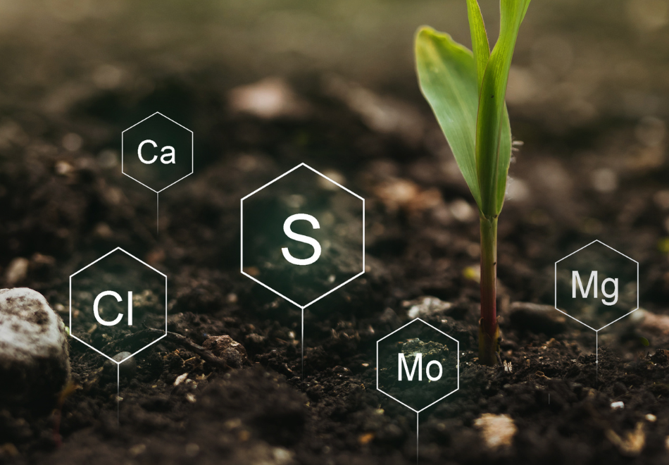 fertilisation-plante