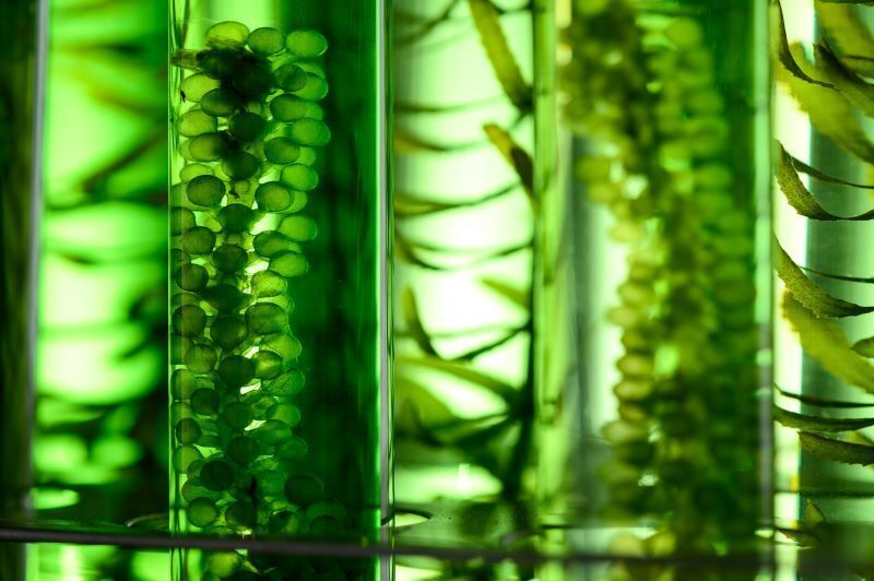 extraits-vegetaux