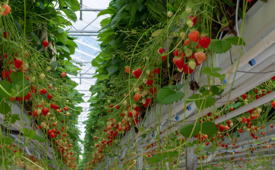 fraises