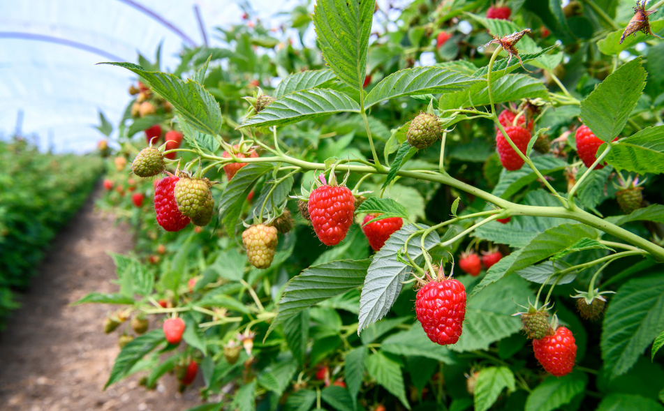 framboises
