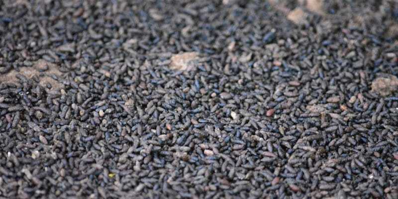 guano chauve-souris