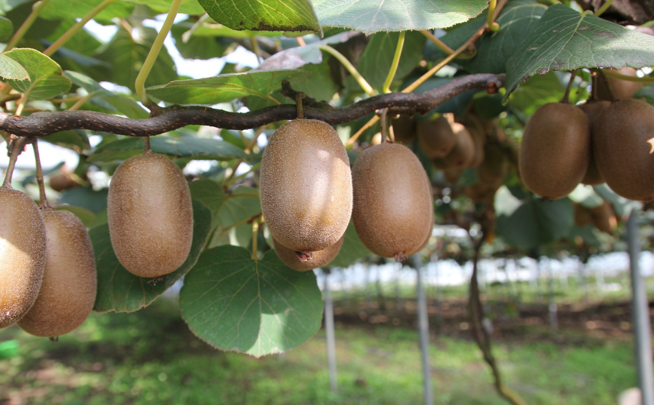 kiwis