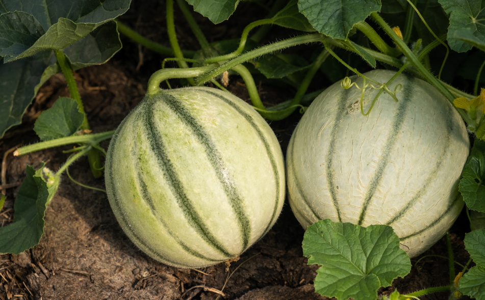melons