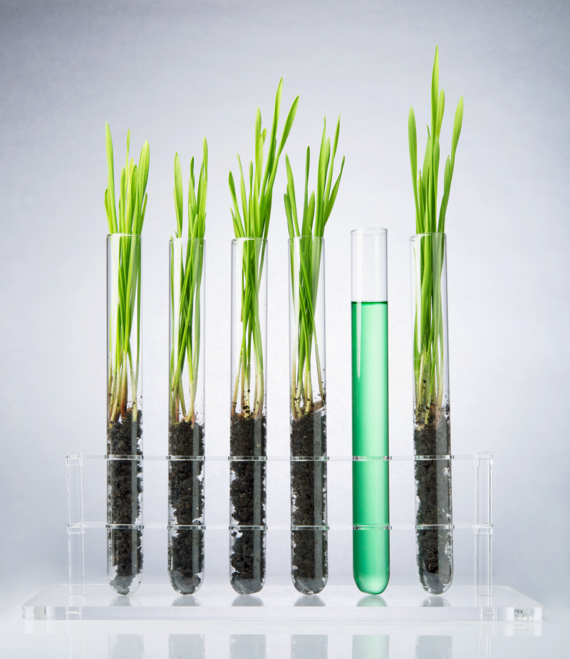 phytohormones
