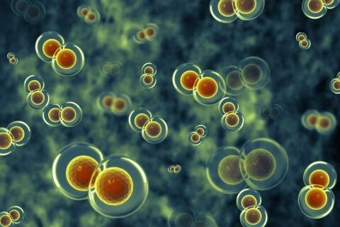 preparation-bacterienne