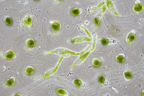 algues-chlorella