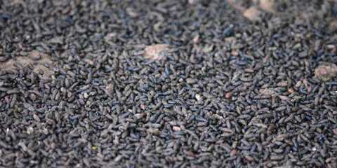 guano chauve-souris