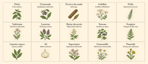 15 plantes pour une agriculture durable