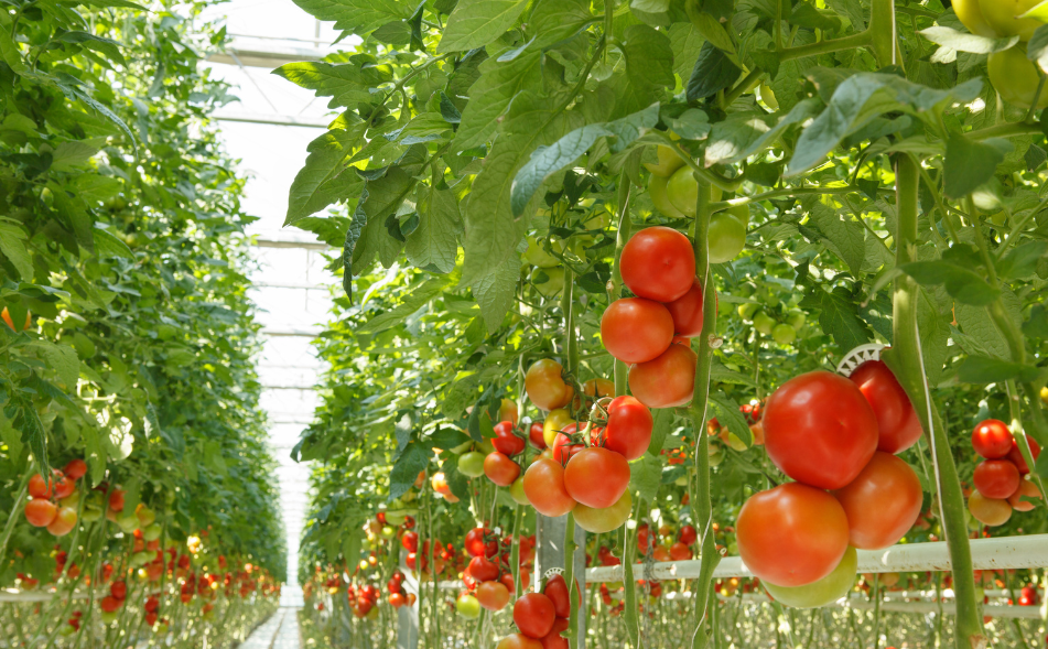 tomates