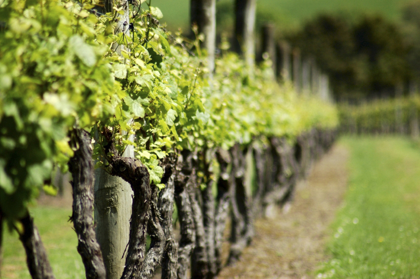 Vignes