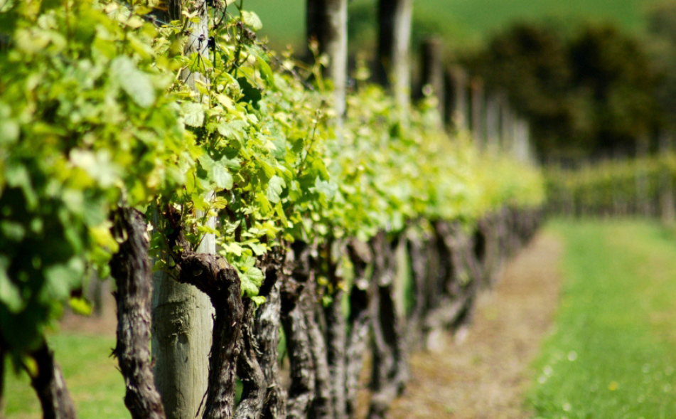 vignes